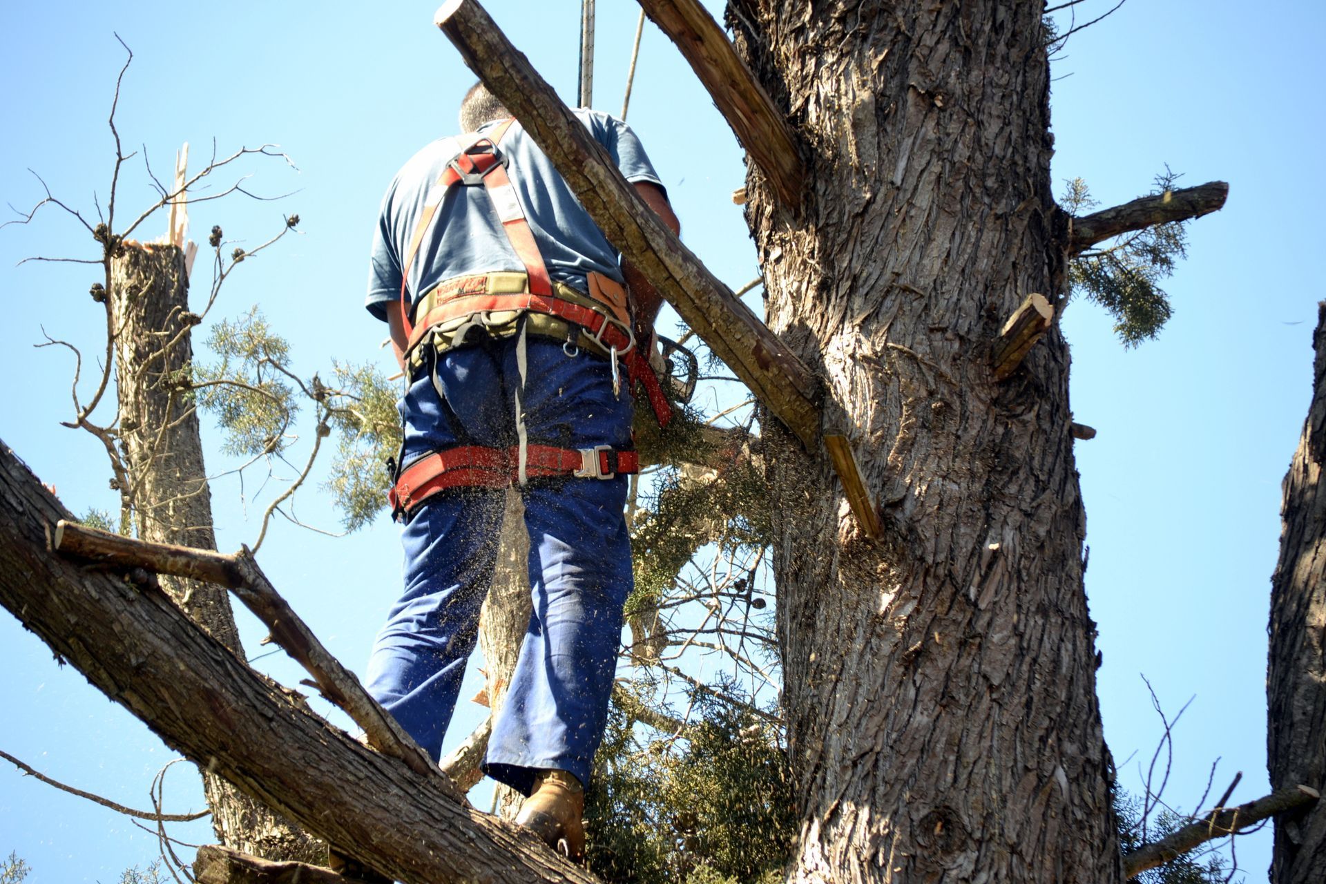 Climbing And Cutting — Fox Lake, IL — Joe Meyer Tree Service Inc