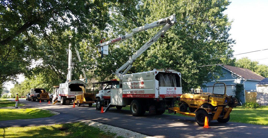 Tree Removal — Fox Lake, IL — Joe Meyer Tree Service Inc