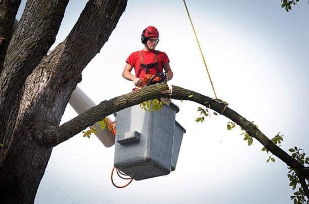 Tree Removal in Lake County, IL
