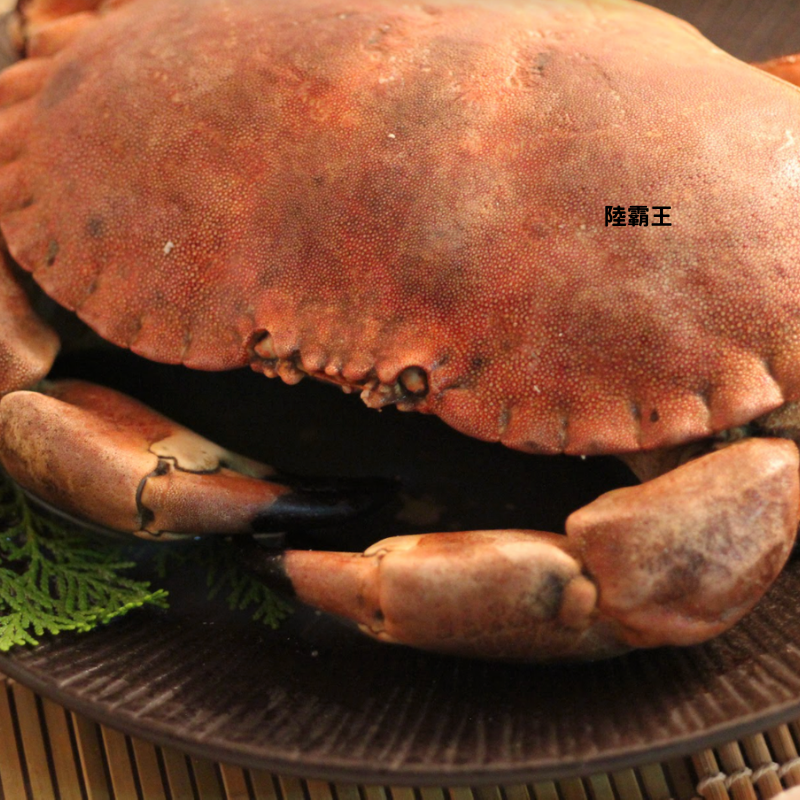 巨無霸黃金霸王蟹800~1000G/隻 業界巨大【陸霸王】