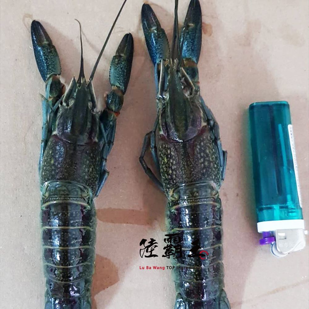 【多件優惠】生凍小龍蝦_1公斤/盒  溶岩龍蝦 烤肉 年菜 火鍋 送禮 【陸霸王】
