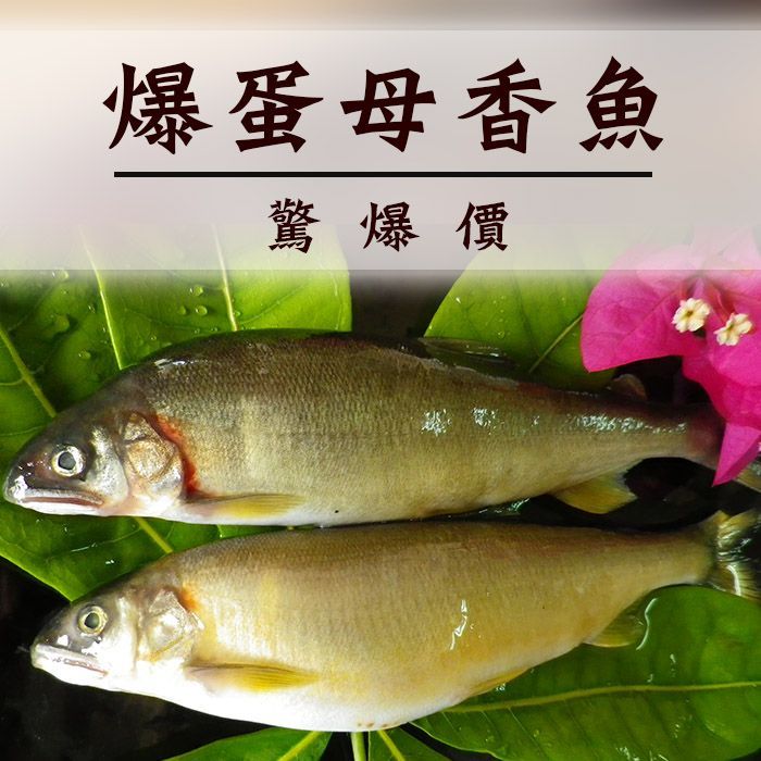爆違規特大母香魚5-6尾裝/盒  爆卵 爆蛋母香魚 烤肉 【 陸霸王】
