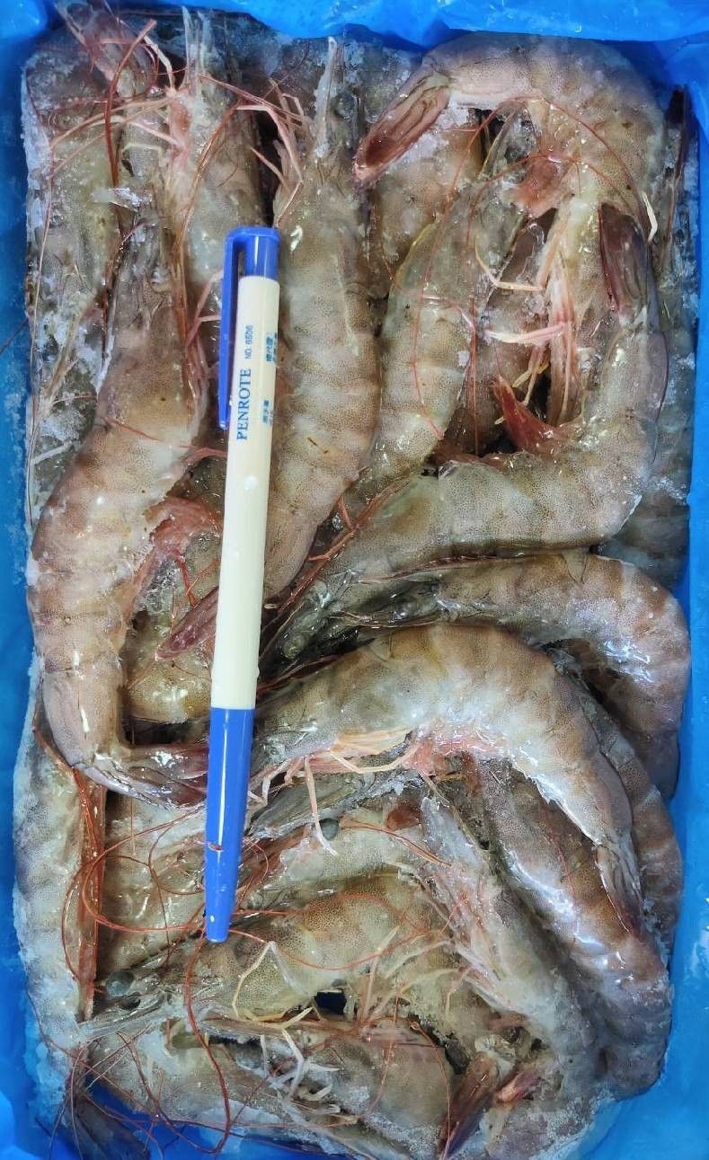 4號大白蝦禮盒 850G /盒  鮮甜大白蝦 約30-33隻 40/50【陸霸王】