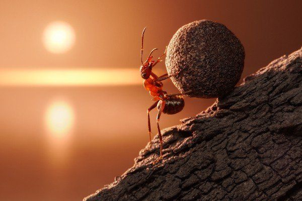 Ant with strong work ethic moving stone uphill