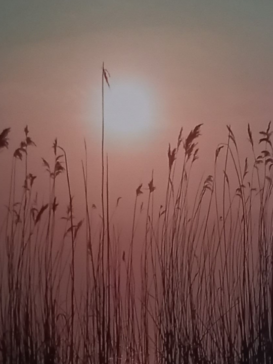 Een veld met hoog gras met een zonsondergang op de achtergrond.