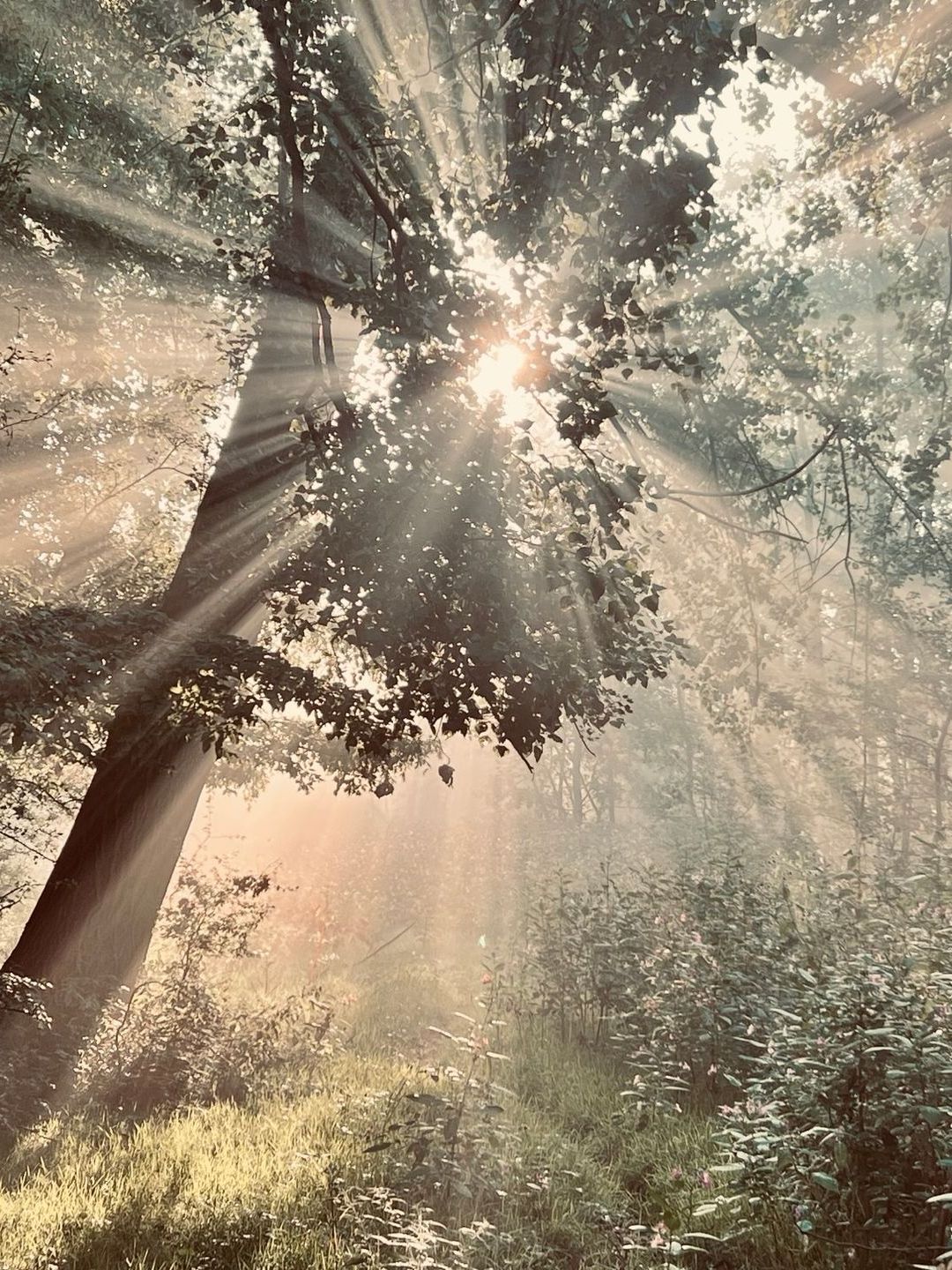 De zon schijnt door de bomen in het bos