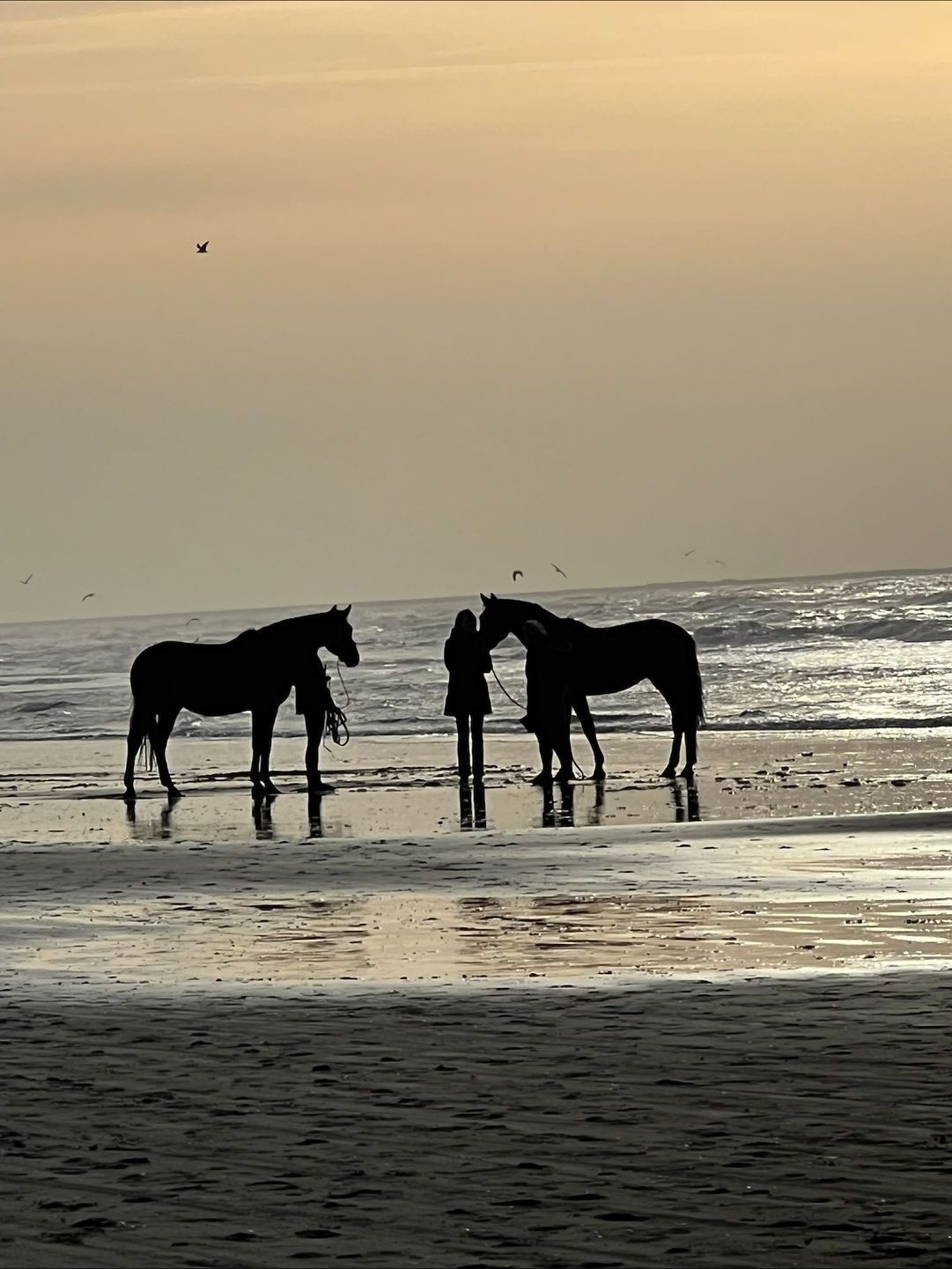 Bij zonsondergang staan ​​twee paarden op een strand