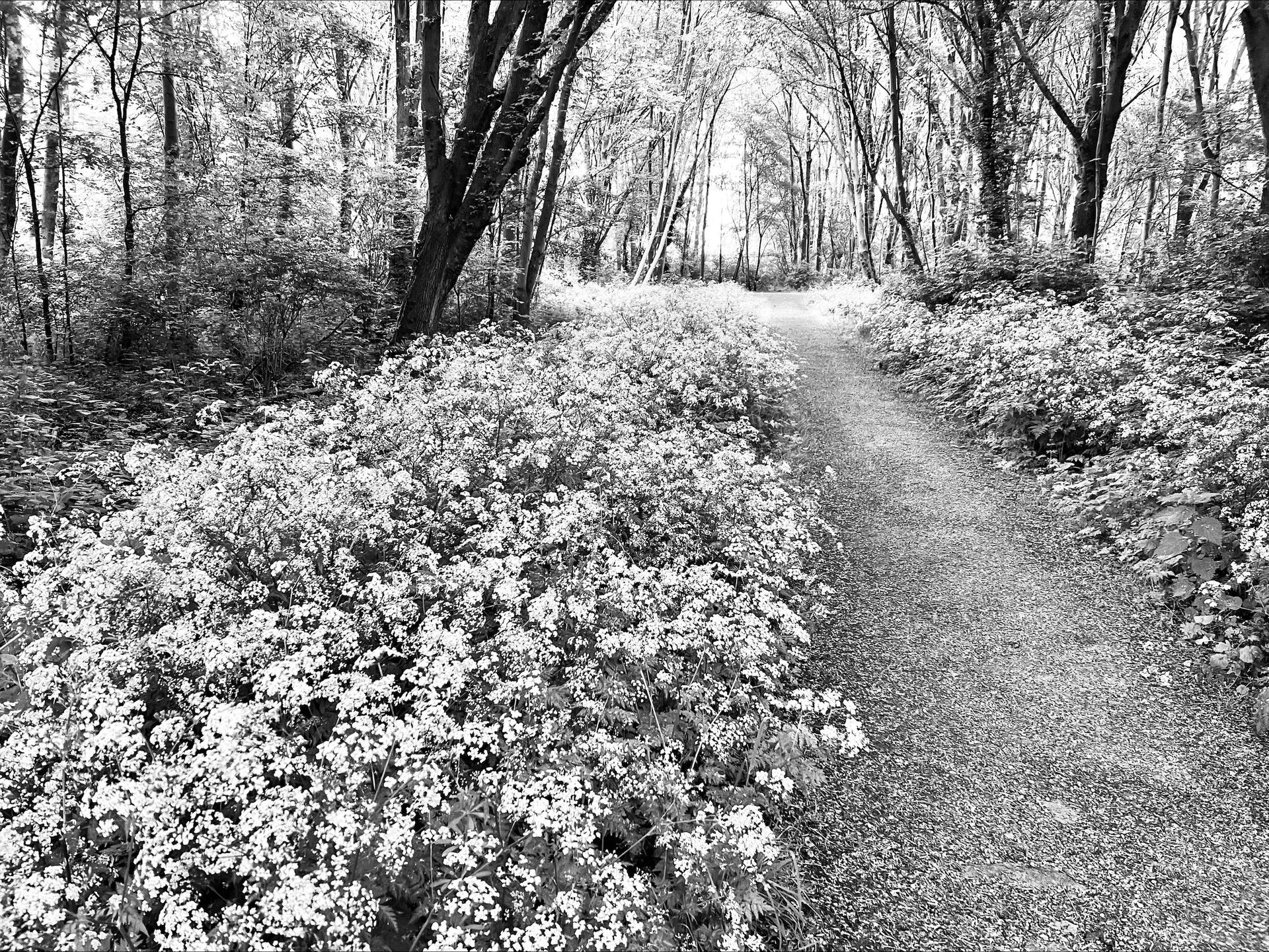 Een zwart-witfoto van een pad in het bos bedekt met bloemen.