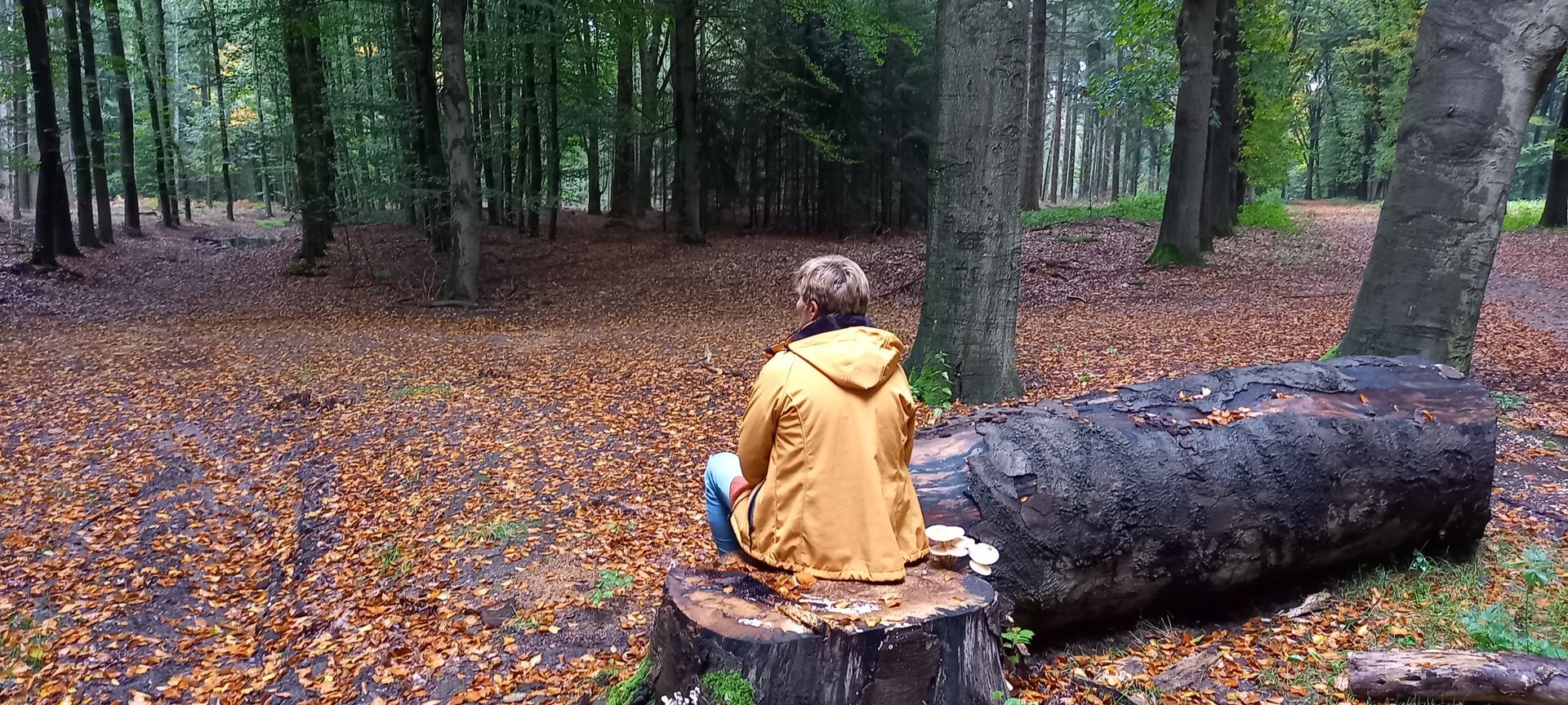 Een persoon zit op een boomstronk in het bos.