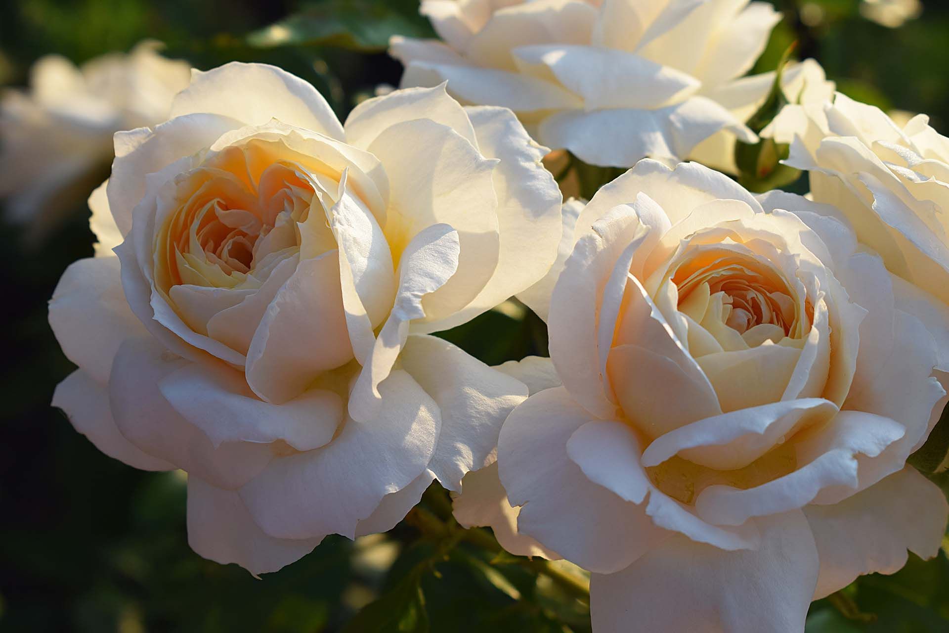 A bunch of white roses are growing on a tree.