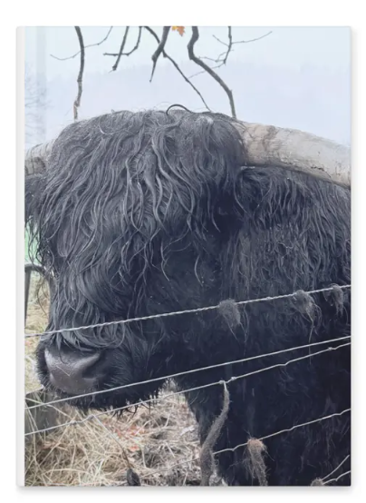 Highland Cow Hardcover Notebook, Scottish Travel Journal, Cow Lover Gift, Hardcover Journal, Travel-Inspired Gift