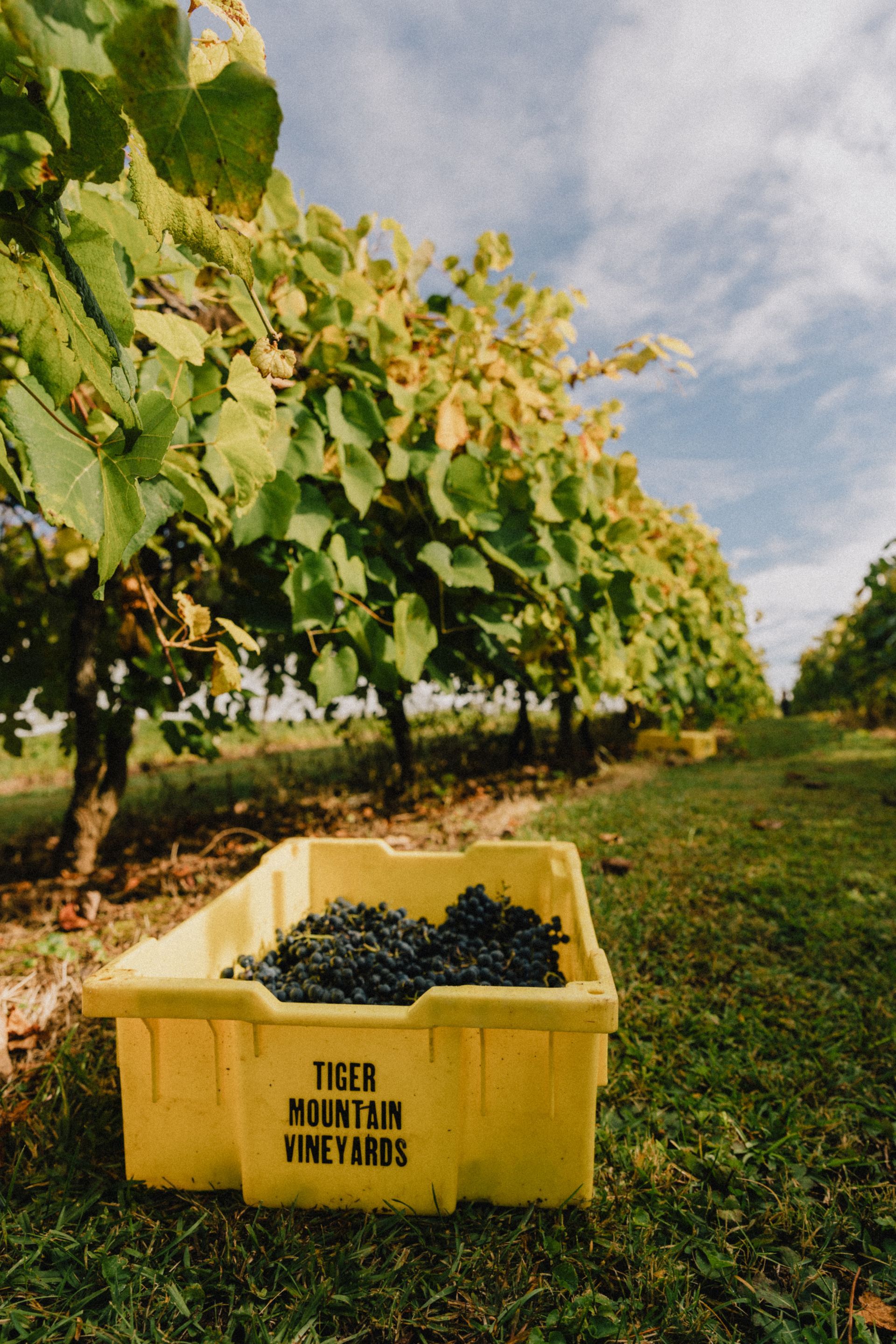 A yellow container filled with grapes in a vineyard.