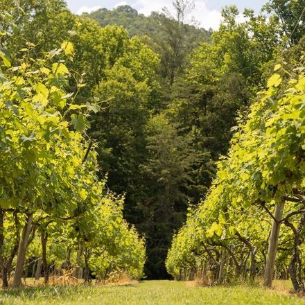 A row of trees in a field with a forest in the background