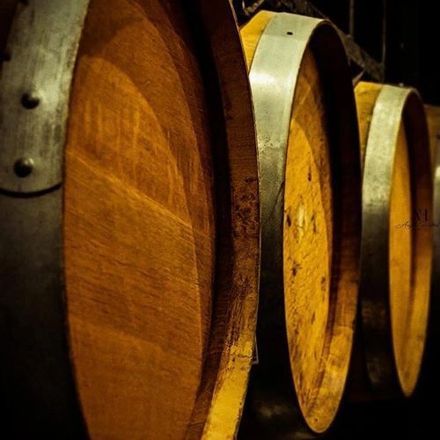 A row of wooden barrels are lined up in a wine cellar.