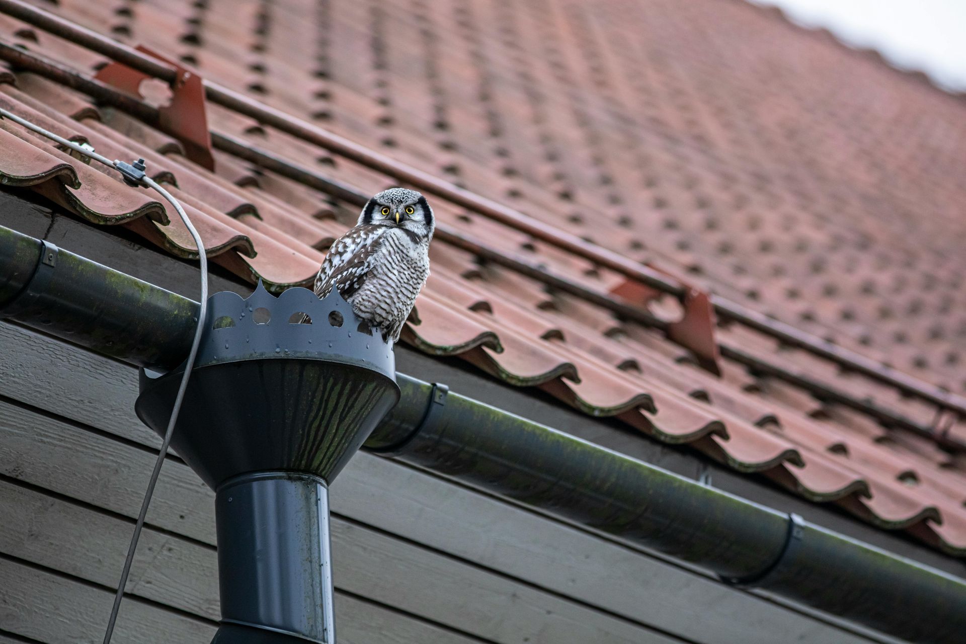 Proper gutter maintenance Wales