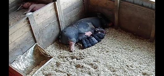 farrowing camera