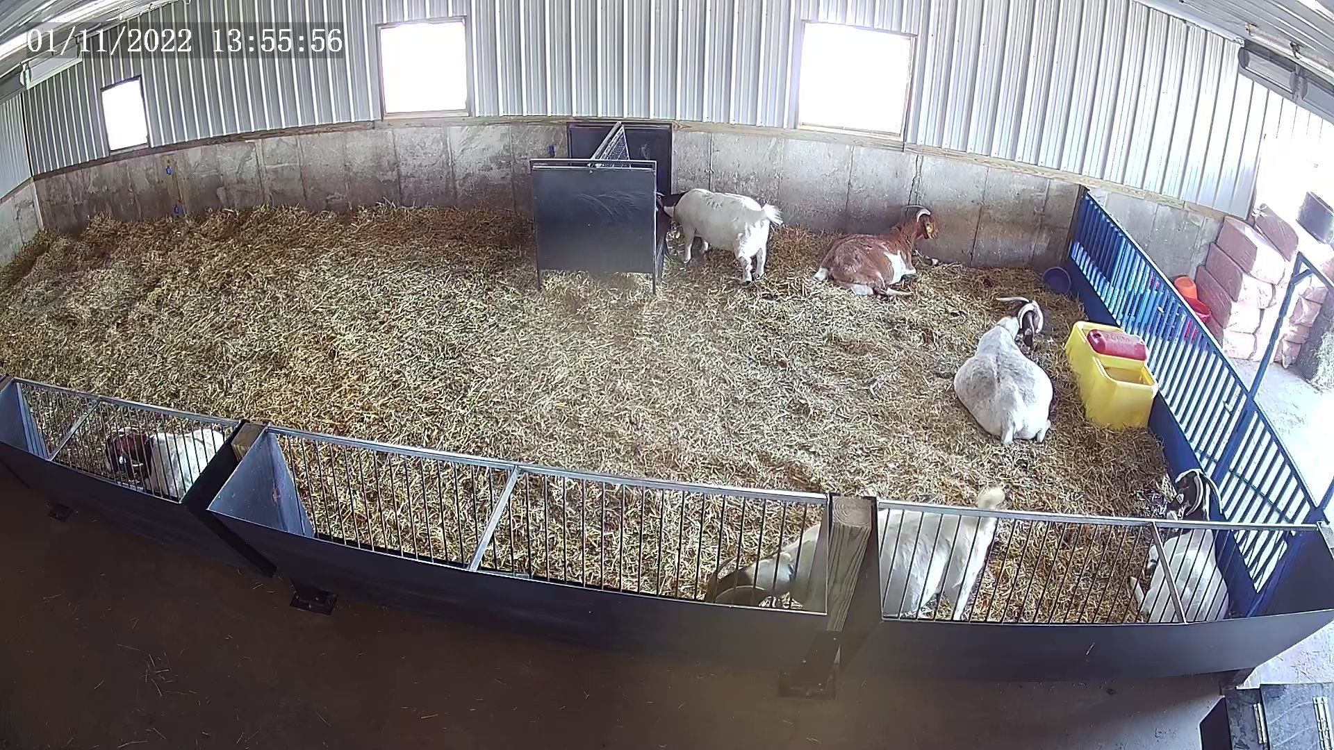 goat cameras