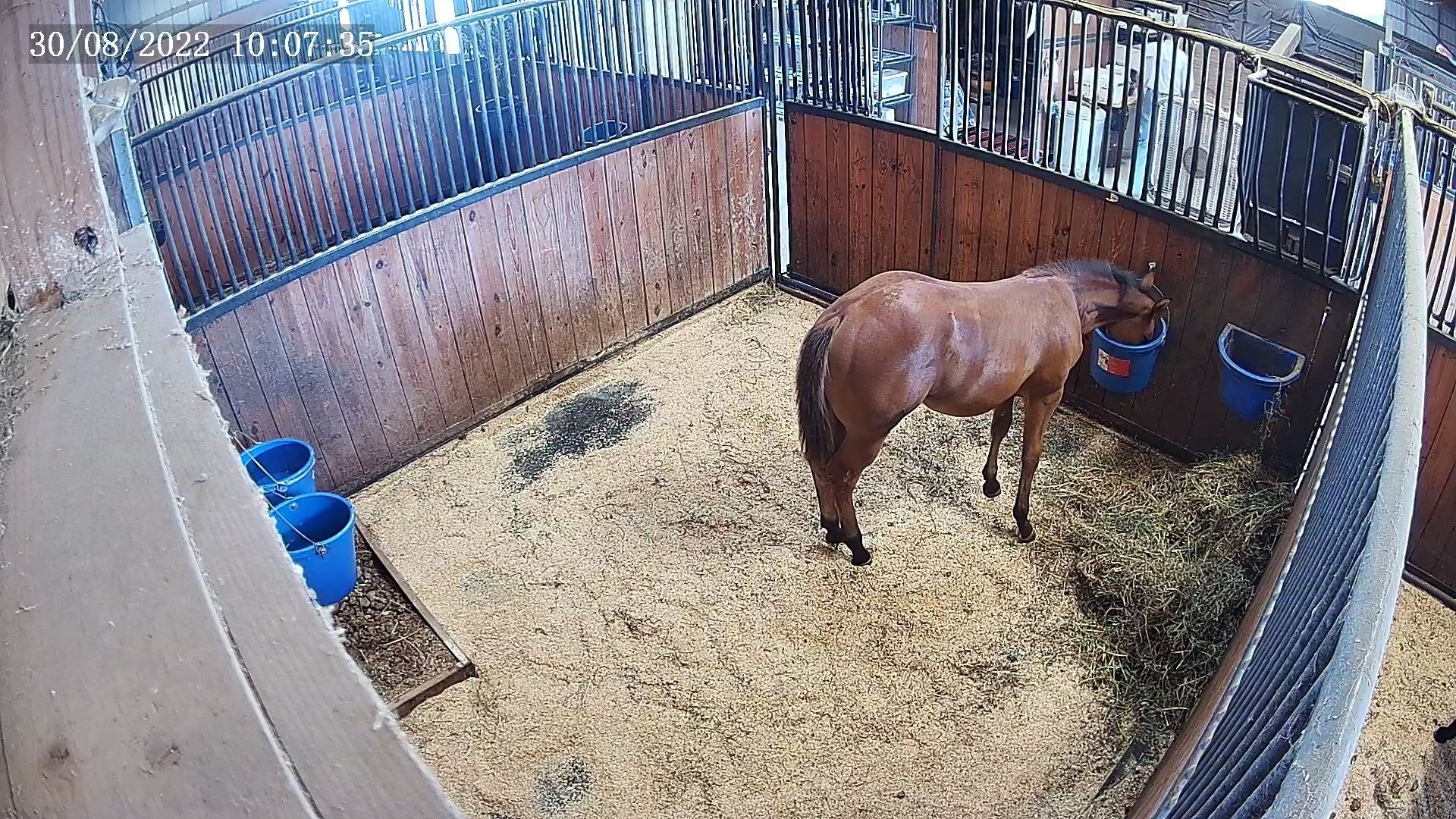 horse stall