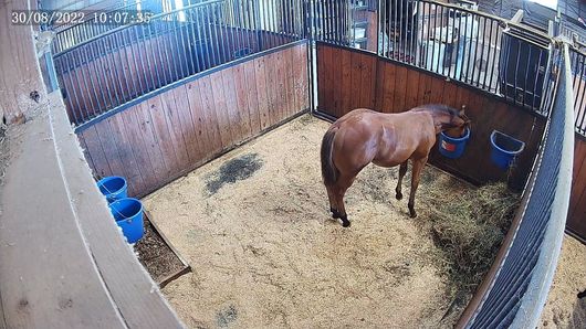 horse stall camera