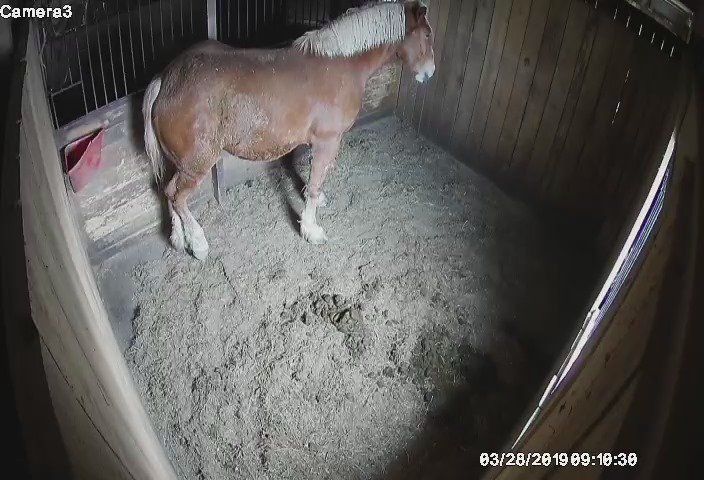 draft horse