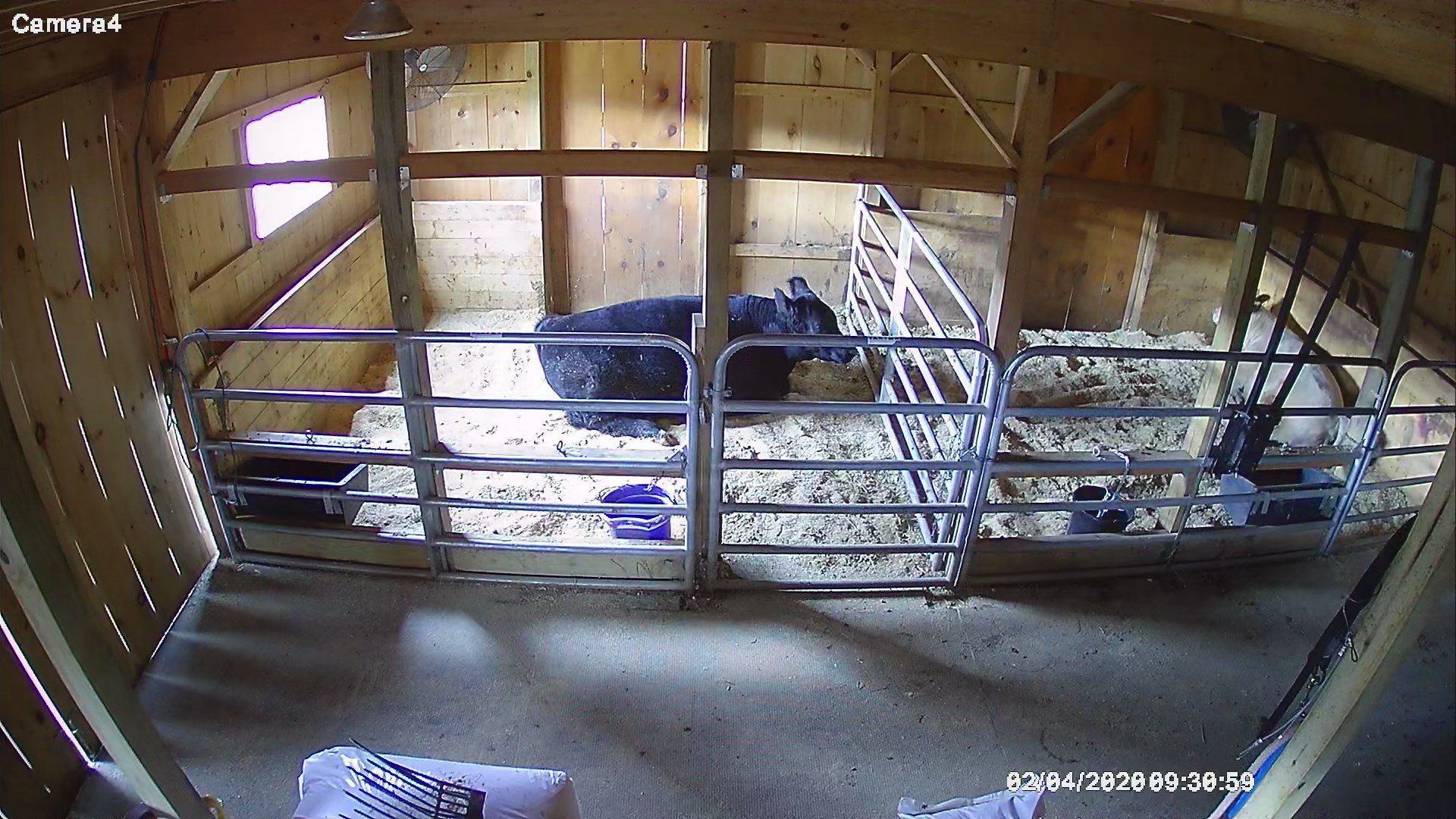 calving
