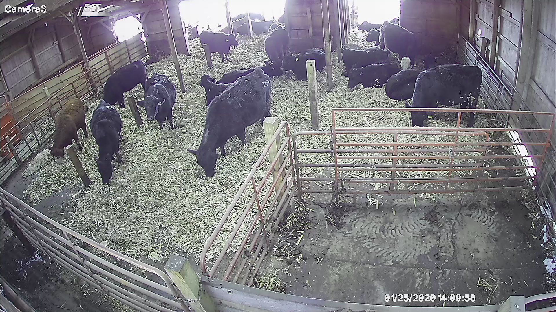 cattle barn