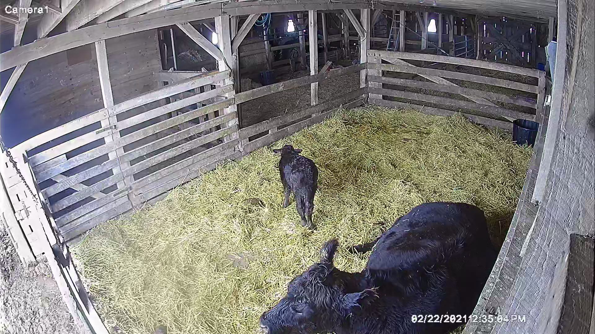 calf small