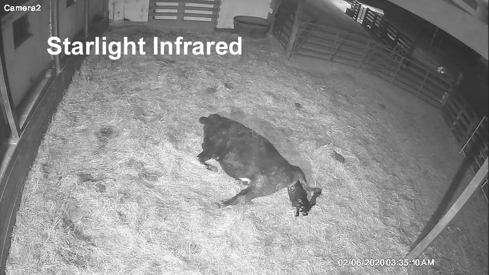 calving
