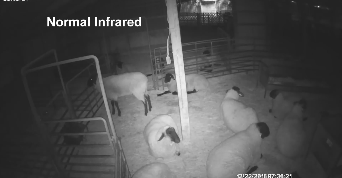 Sheep
