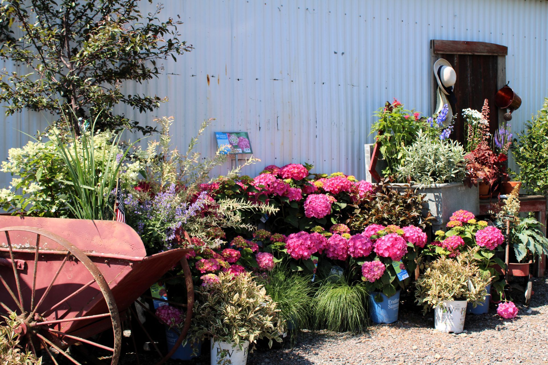 Red antique cart and vibrant pink hydrangeas in front of a white corrugated building.