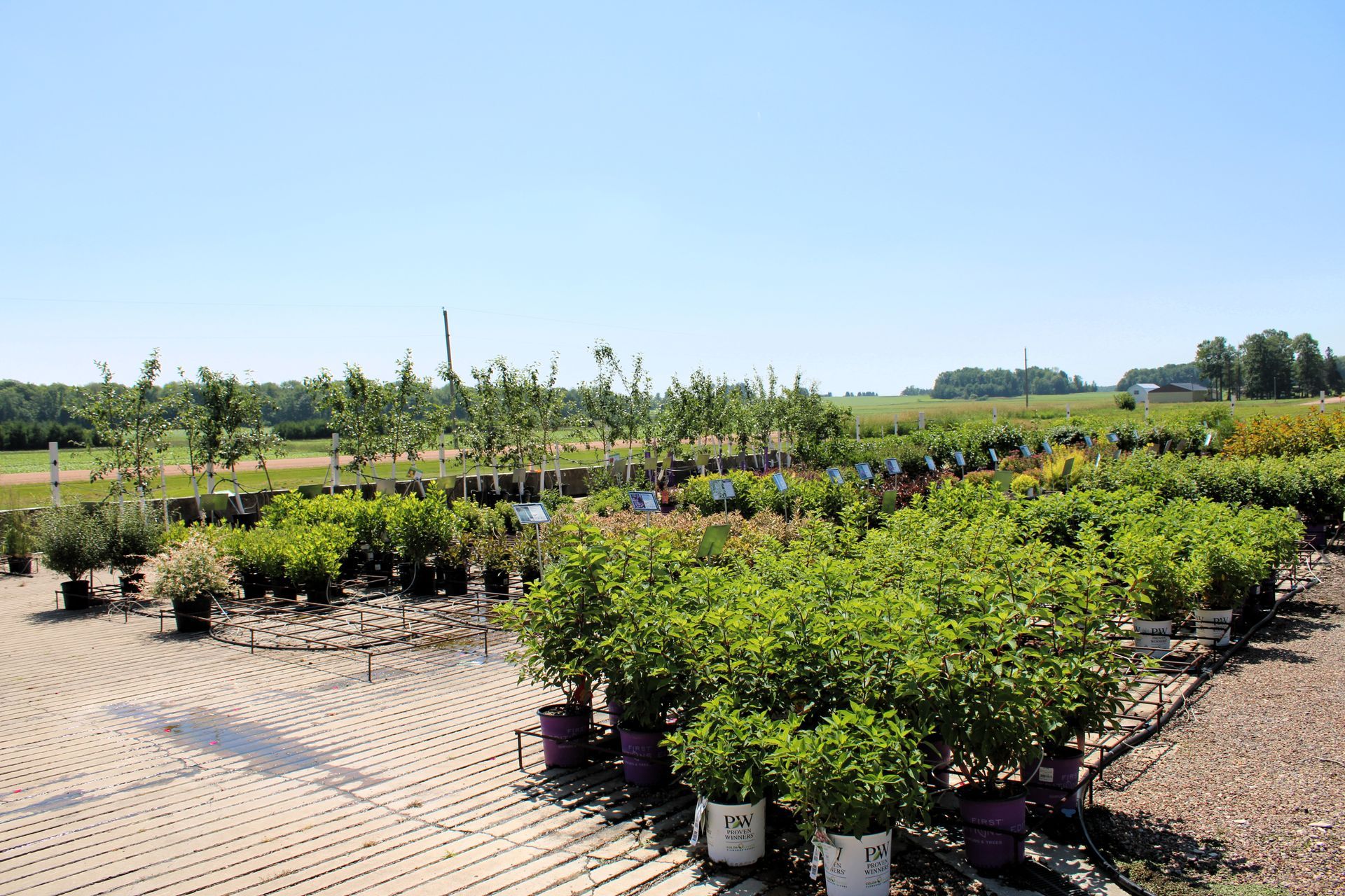Outdoor nursery with rows of potted plants under a clear, blue sky.