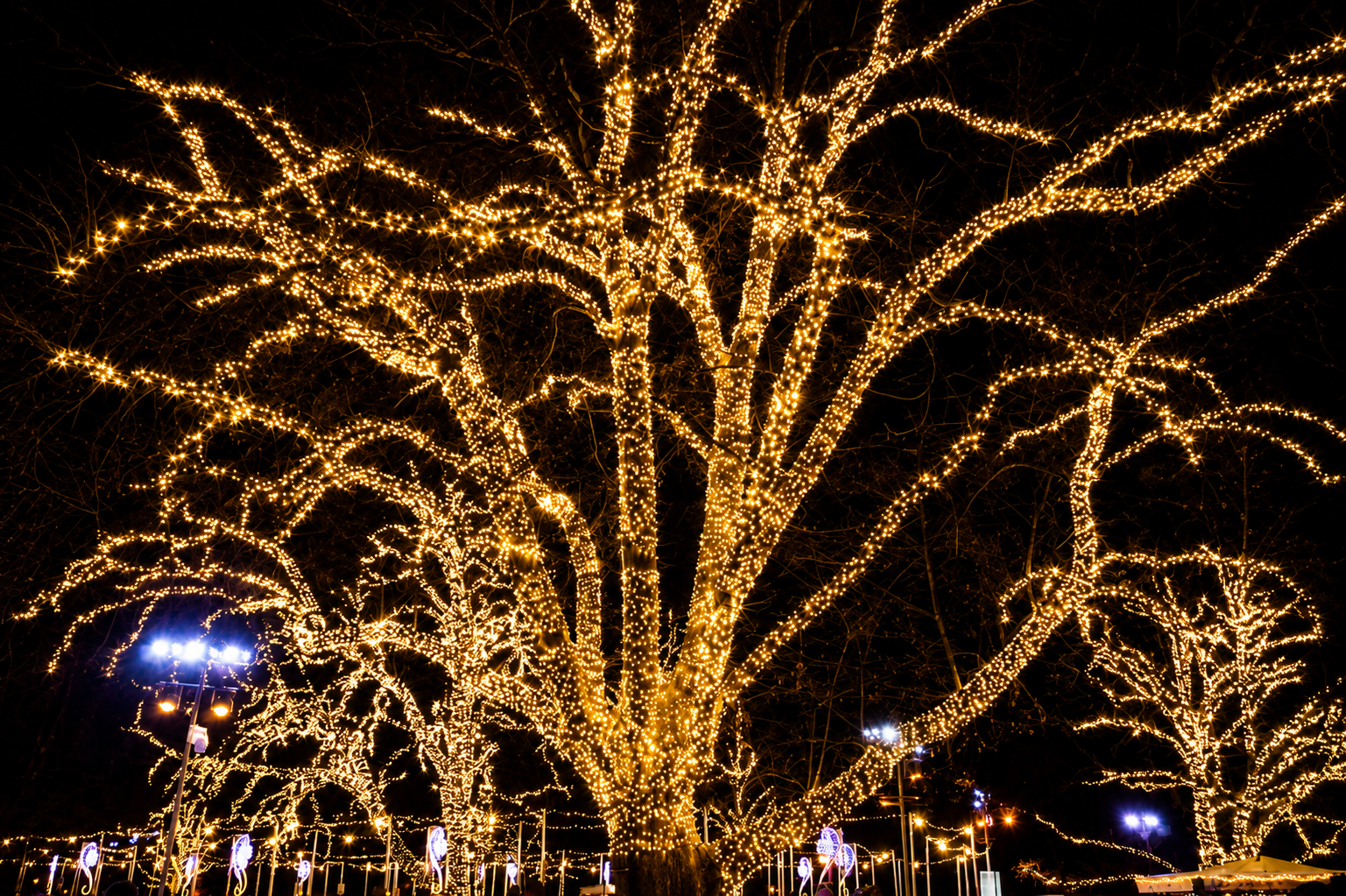 Trees wrapped in golden holiday lights at night