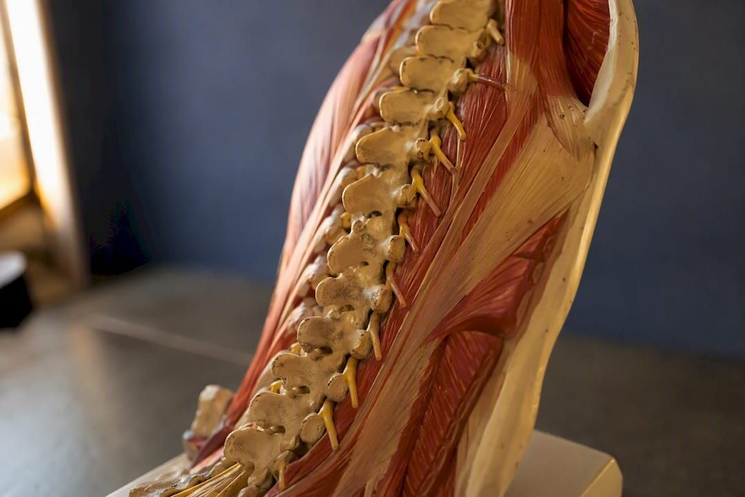 Spine and nerve anatomy model
