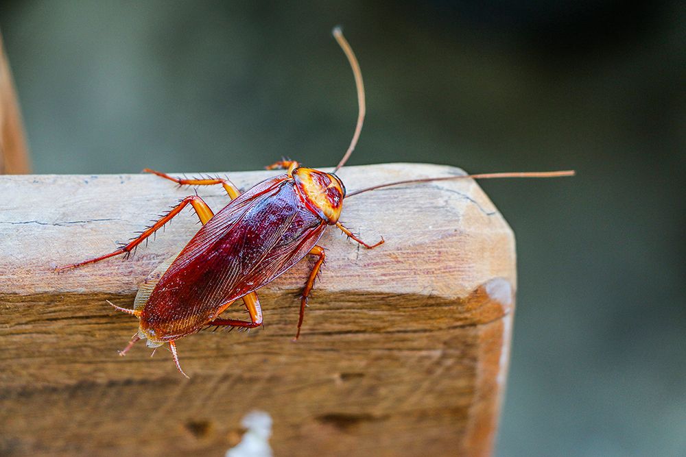 Cockroach Control | Maverick Pest Management | CO