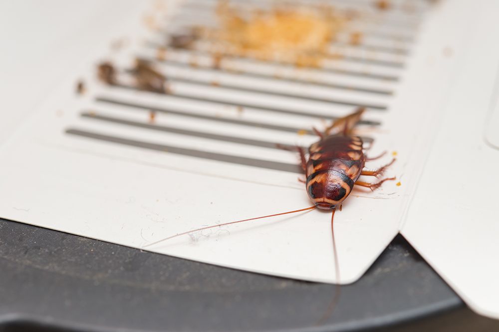 Cockroach Control | Maverick Pest Management | CO