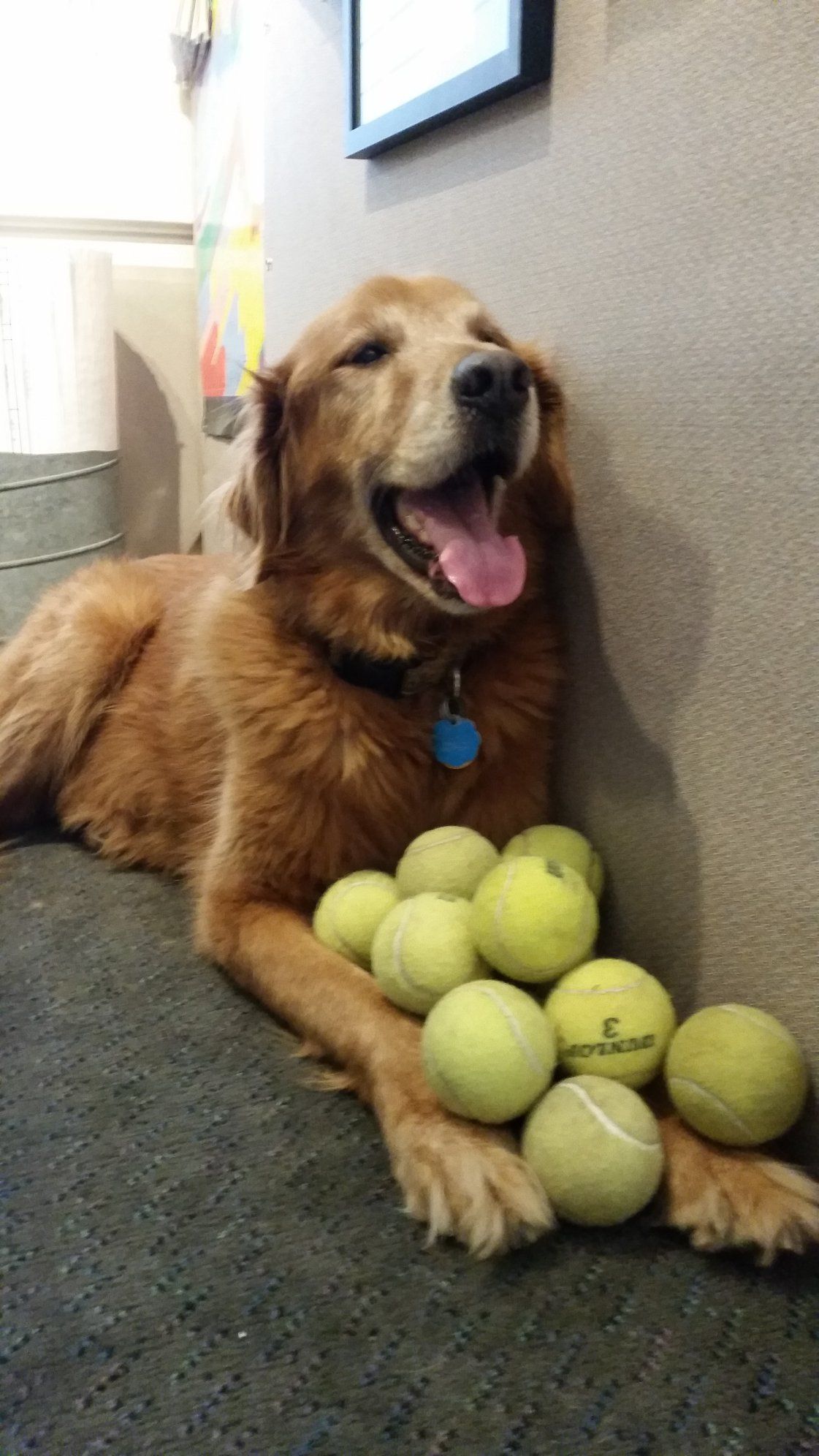 A happy golden dog resting against a wall next to a large pile of yellow tennis balls on a grey carpet.