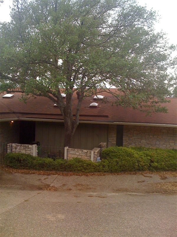 A large leafy tree stands in front of a house with a reddish-brown roof and a stone facade.