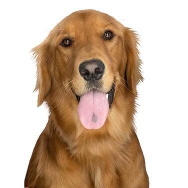 A golden retriever dog looking directly at the camera with its mouth open, tongue hanging out, and a small black spot.