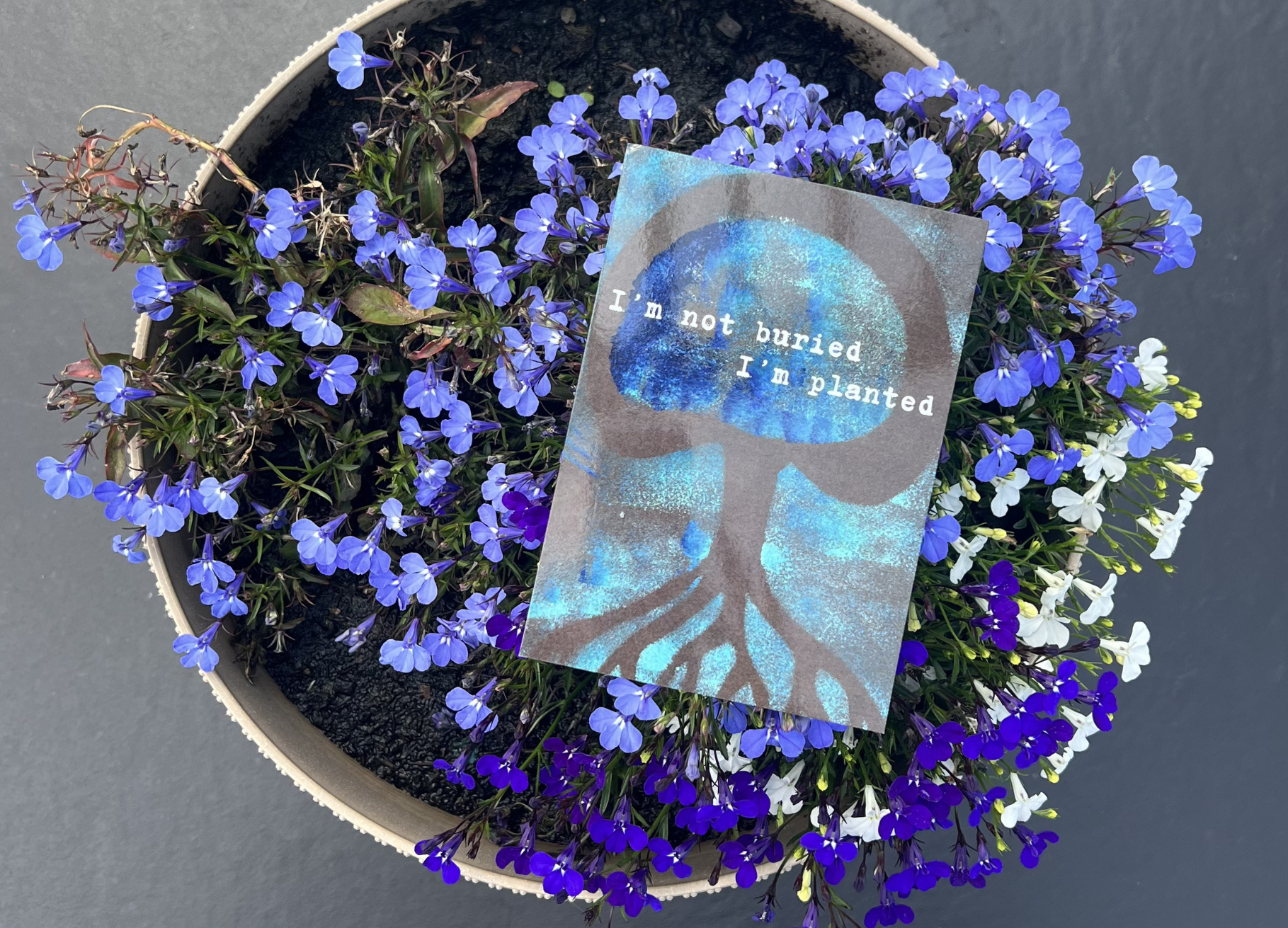 kaartje planted