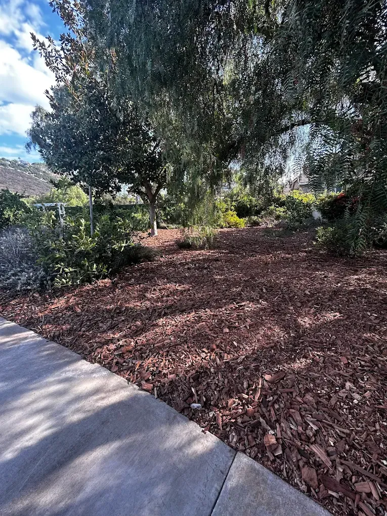 Sunlit wooded path beside a sidewalk with mulch, trees, and shrubs