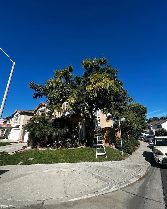 Corner house with large tree and ladder beside a quiet residential street under a clear blue sky