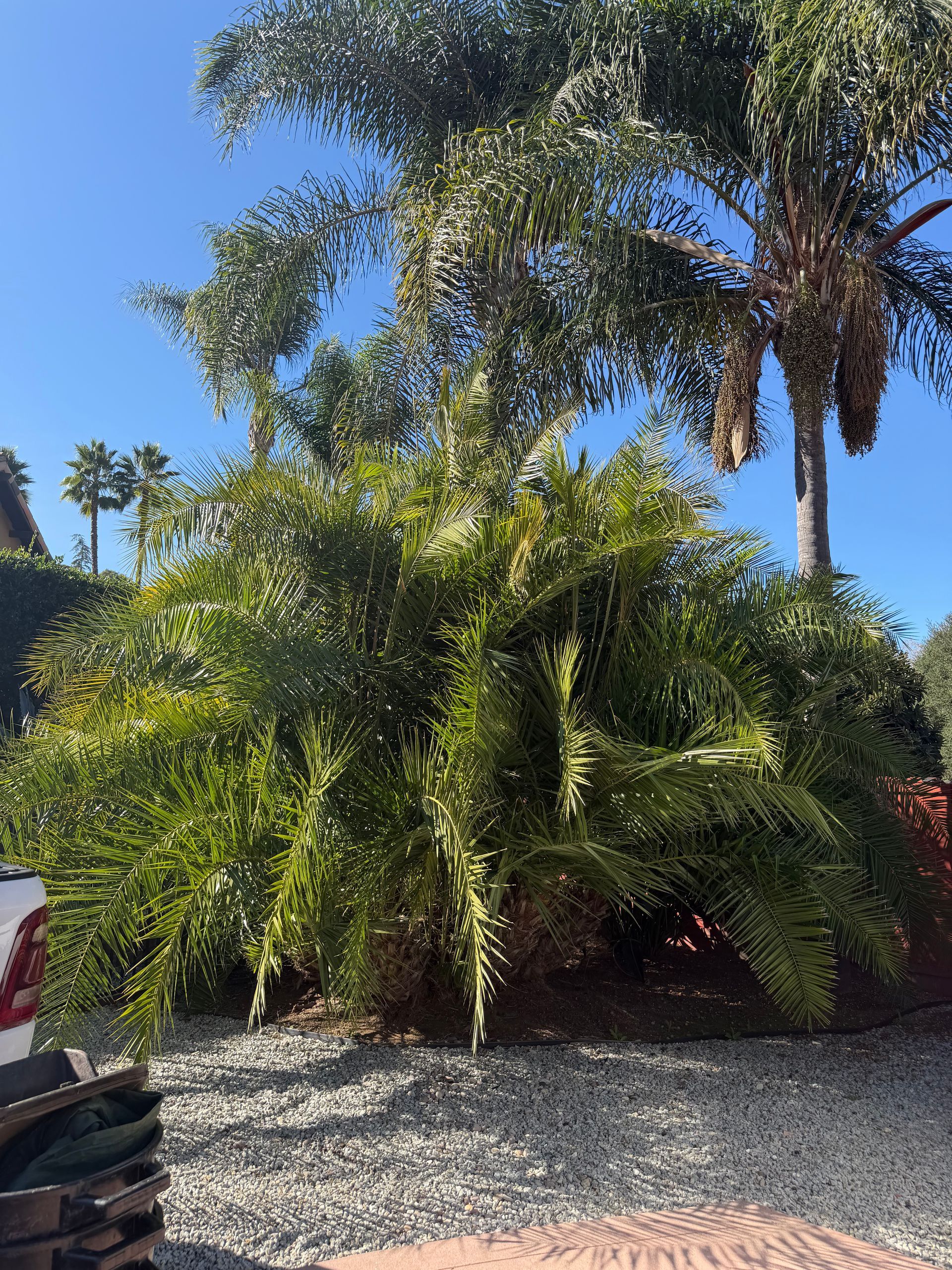 Tropical yard with lush green palms, gravel ground, and a parked vehicle under a clear blue sky
