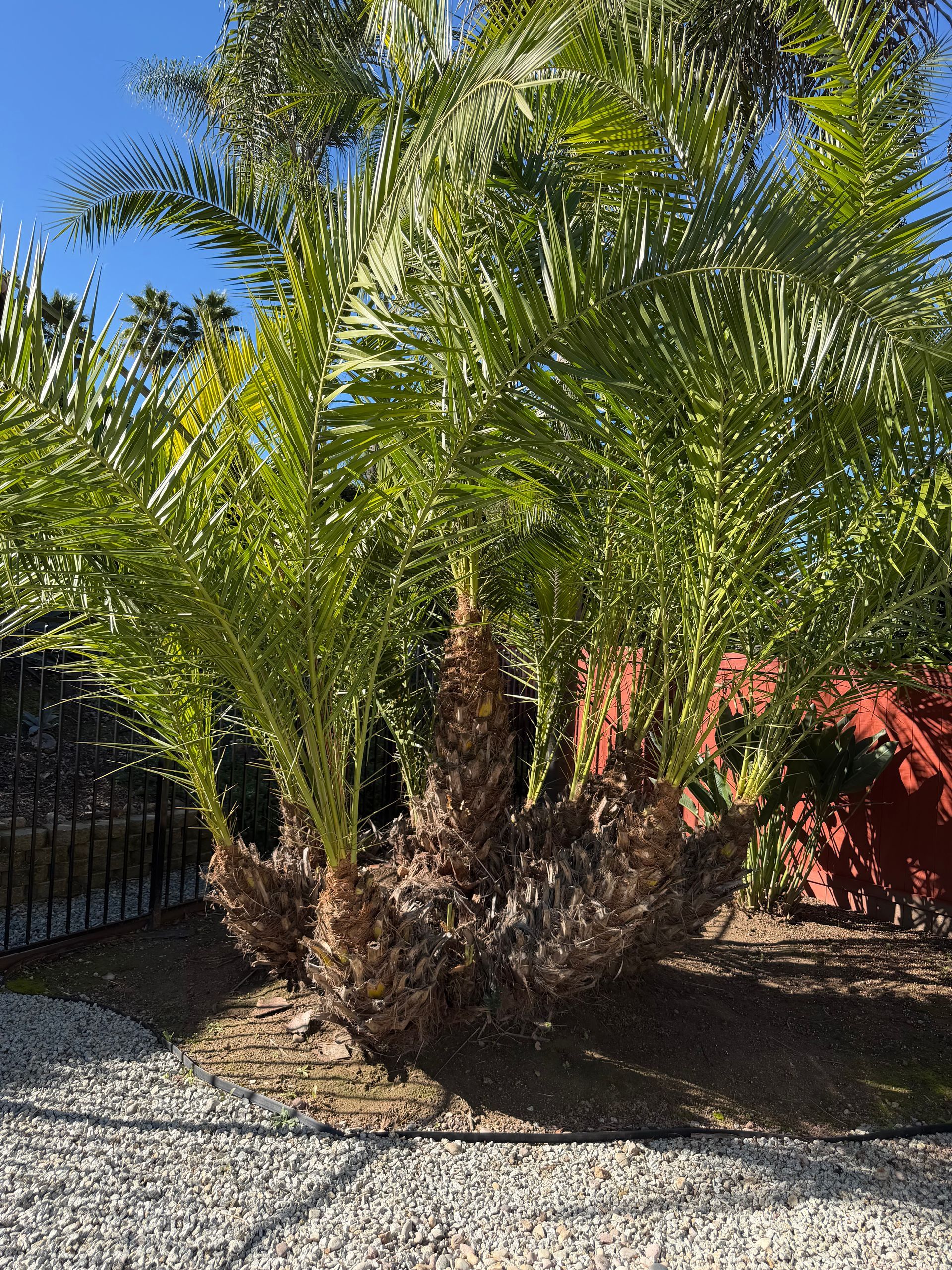 Tall palm plant with green fronds and brown trunk in a gravel yard under blue sky