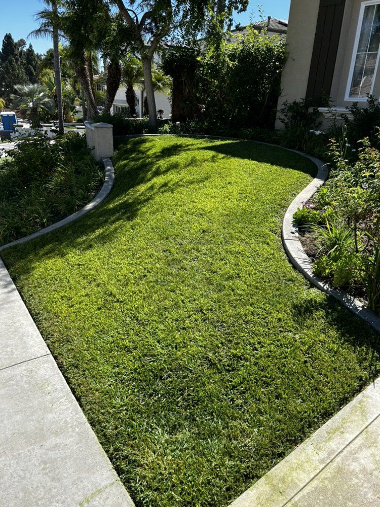 Sunlit curved green lawn bordered by sidewalks and shrubs beside a house