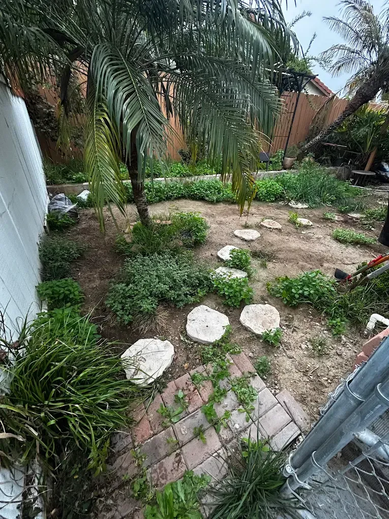Overgrown backyard garden with palm trees, stepping stones, and a brick path beside a chain-link gate