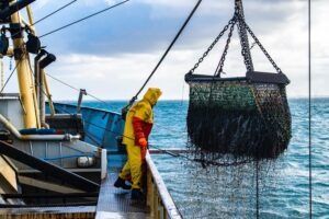 Fisherman in yellow rain gear lifts a net full of catch on a boat at sea