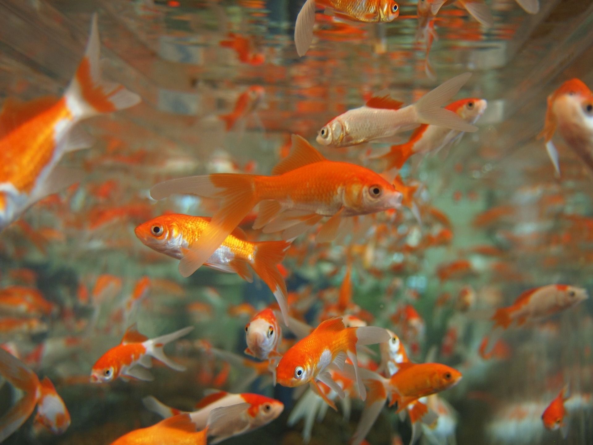 Orange and white goldfish swimming in a pond with a rippling surface