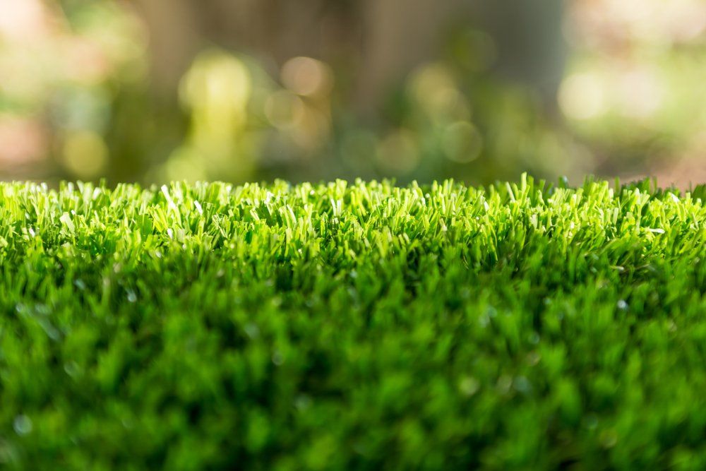 Close-Up of Lush Green Grass with A Blurred Sunlit Background — Tweed Landscape Supplies in Tweed Heads, NSW