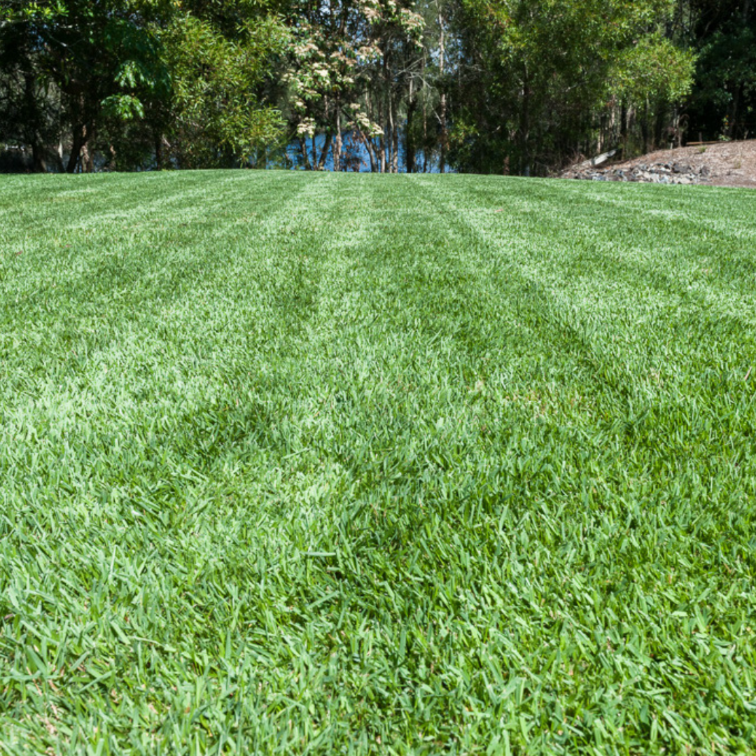 Lush Green Lawn in A Park with Trees Lining the Background — Tweed Landscape Supplies in Tweed Heads, NSW