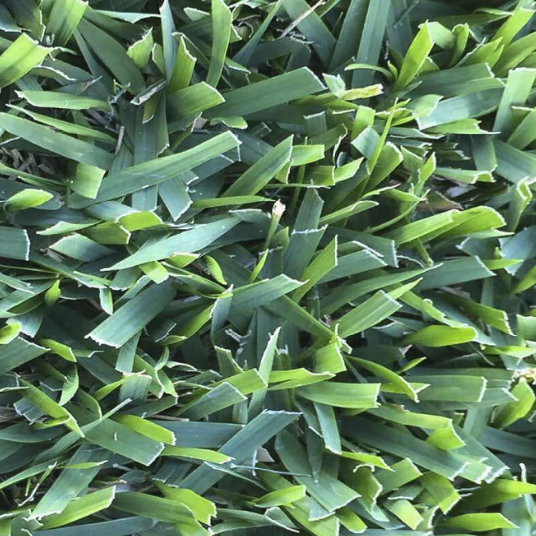 Pacific Zoysia — Tweed Landscape Supplies in Tweed Heads, NSW